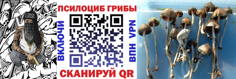 магазин продажи наркотиков  Ардон  Псилоцибиновые грибы GOLDEN TEACHER 